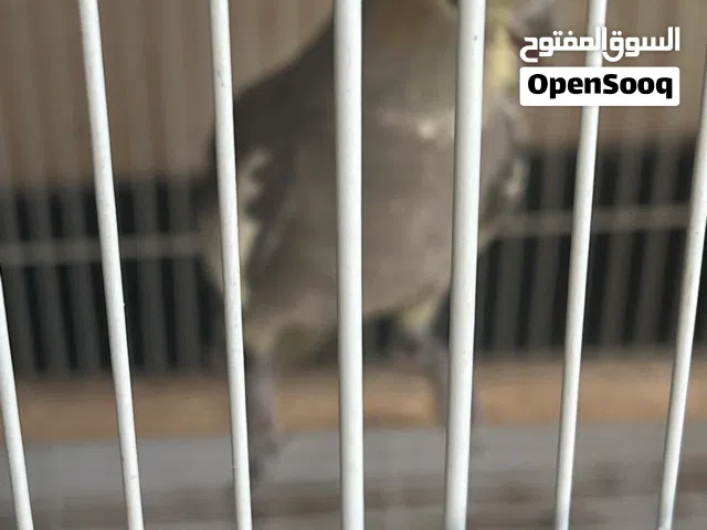 كوكتيل زوج