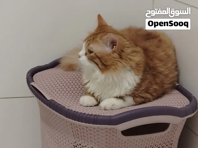 قطة شيرازي للبيع