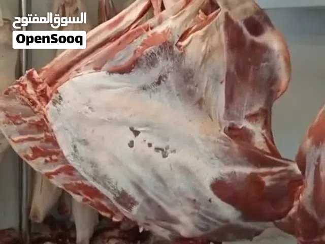 متوفر لحم قعدان الباقي نص قعود