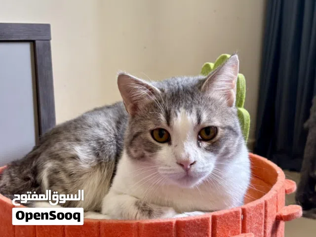 قط للتبني للجادين فقط في البوطينة الشارقة