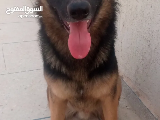 كلب من فصيلة بيرجي ألمون أسموه ولف يوحب العب وقليل نوباح