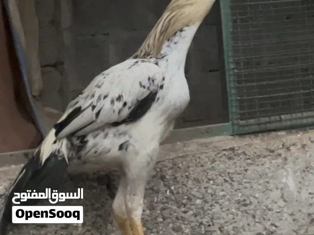 ديك باكستاني