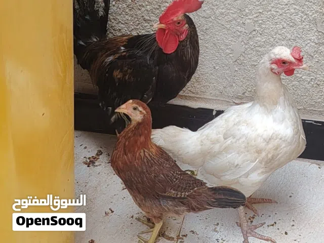 دجاج كويتي مع ديج للبيع