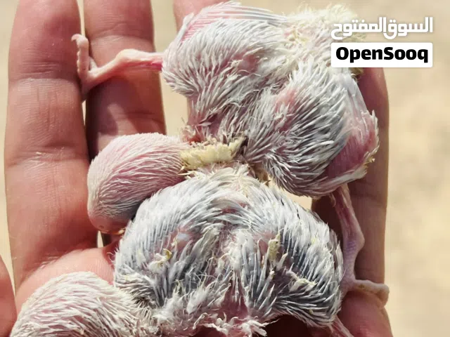 انتاج روز ترويض