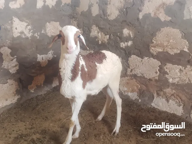 حوليه تهري