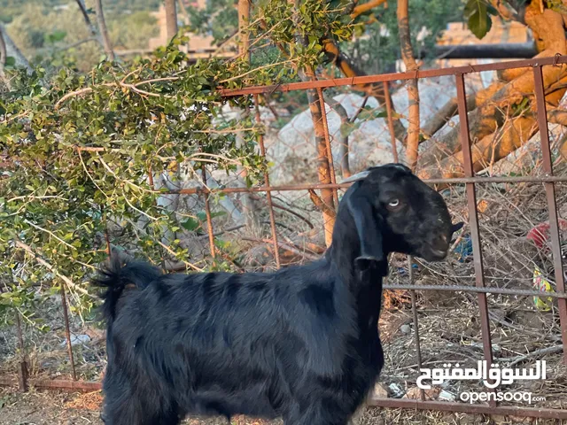 ما شاء اللة صخله للبيع عمرها خمس شهور ونص