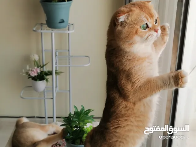 للتزاوج – ذكر بيور سكوتش فولد جولدن شانشيلا نادر (NY12) في عجمان For Mating pure Scottish Fold