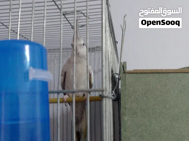 جوز كوكتيل وايت فيس  تحتة ثلاث بيضات مع قفص ثمن معالف