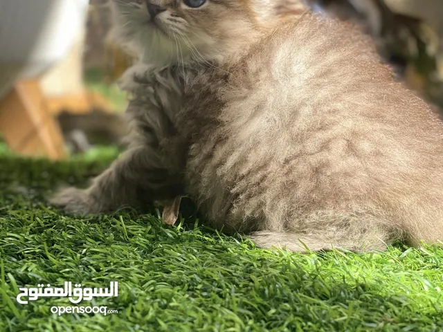 قطط تبني بسعر رمزي