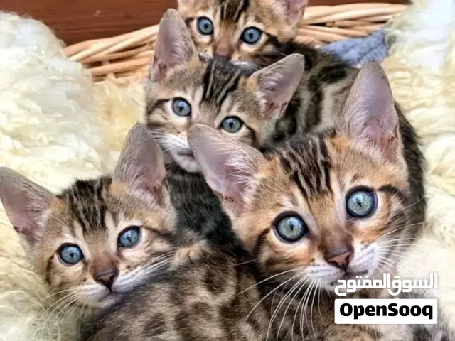 Bengal kittens