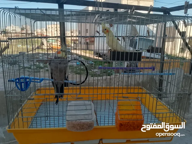 بيع ببغاء كوكتيل مع القفص ذاكر و انثه 50دينا قبل التفاوض