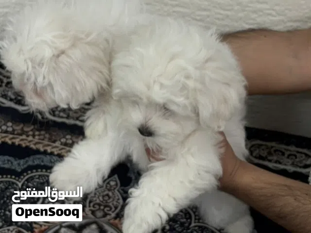ذكر وانثى مالتيز