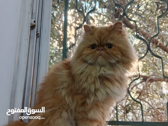 قطه نوع بيرشن للبيع ب 45 دينار