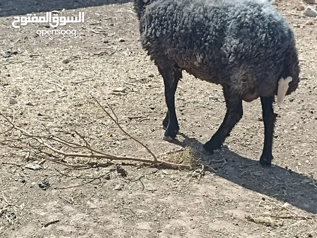 غنم للبيع