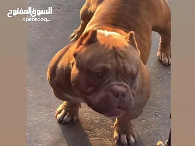 سلالة أمريكان بولي( American Bully)