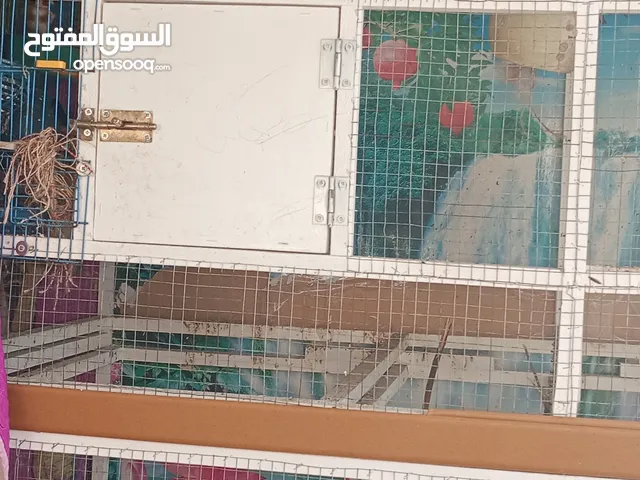 مطير مطير للبيع في