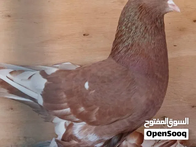 ذكر شقلاب هزاز فرادي الله يبارك