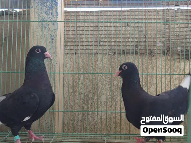 السلام عليكم للبيع زوج شوامل نثيه جبيره ولفحل توه كاعد يصفي