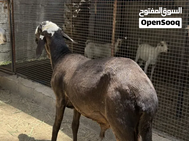 كبش سوداني سواكن