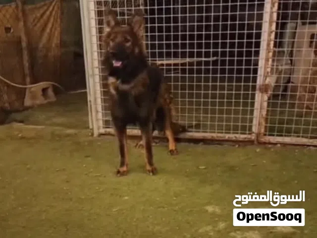 انثى جيرمن سيبل دارك ( عمر 6 شهـور )