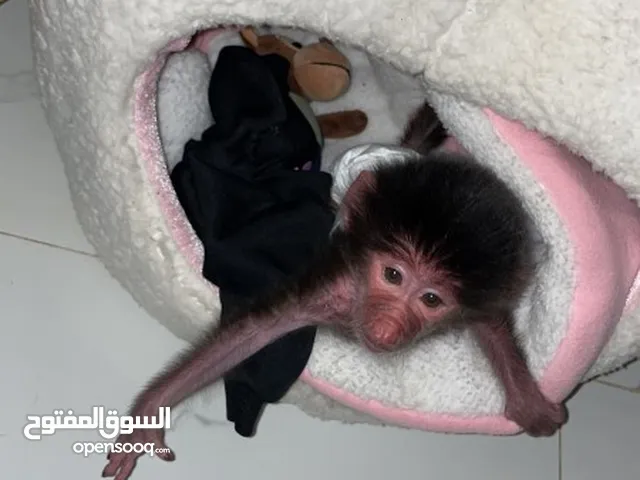 قرود مواليد للبيع
