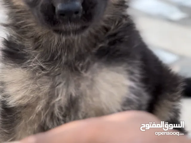 أنث برجي المو عمر 41 يوم
