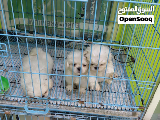 جراوي بيكنواه ذكره وانتي الله ايبارك بسم الله ماشاءالله