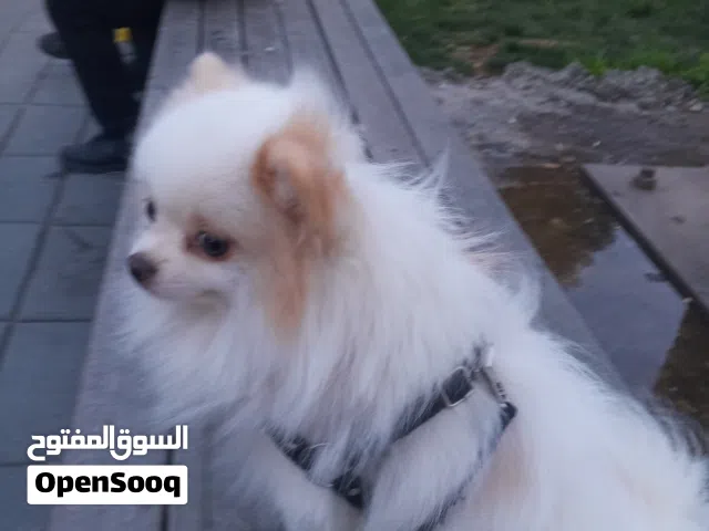 كلب بومريان