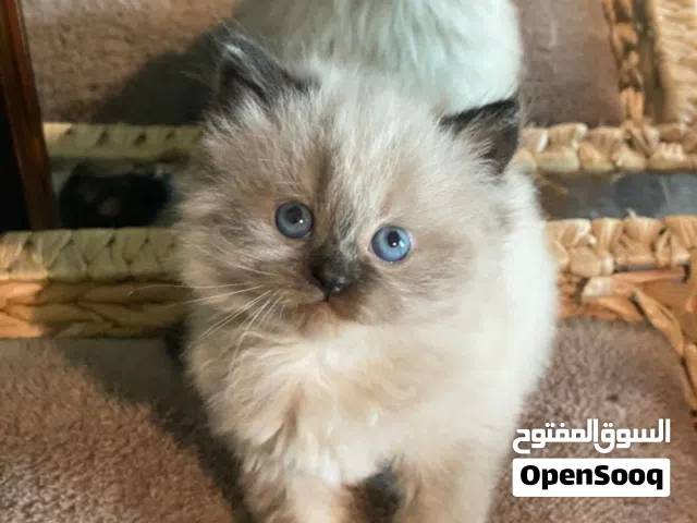 قطط راغدول هيمالايا بيور اناث وذكور العمر شهرين قطط هملايا راغدوال بيور اناث وذكور بريشين على الليت