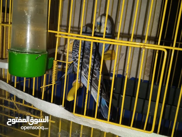 طيور الحب البادجي ذكر وانثى شقالين