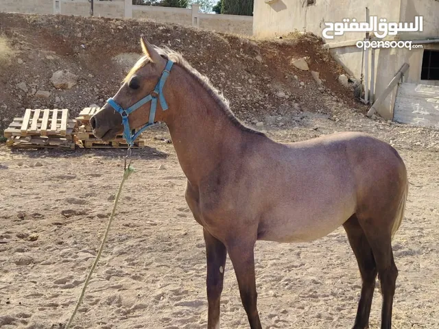مهره وجه عربي مقنوي لونها أزرق حديدي وخيرها لقدام معروفة الاب مسجل وأمها بدويه عمرها 9شهور