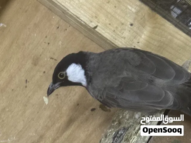 للبيع بلبل انتاج عراقي خط اول فول تفاصيل اقرأ الوصف