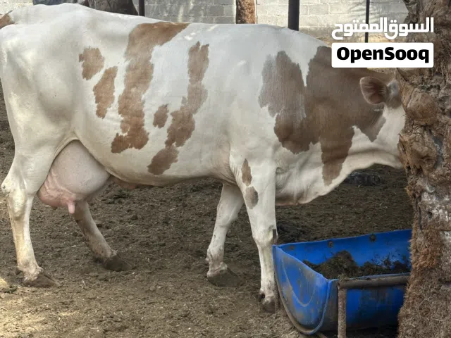 بقرة نمساوية للبيع تبارك الرحمن هداوة وحليب وفير جداً ودهن