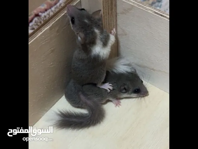 للبيع ذكر و أنثى سنجاب القزم المايكرو