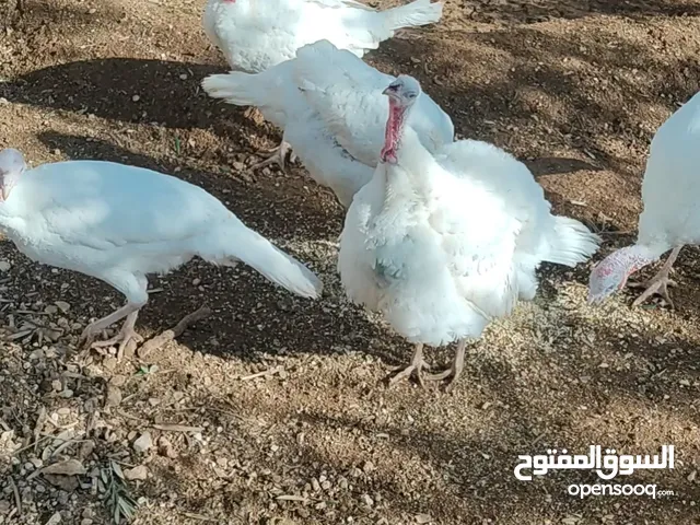 حبش هولندي