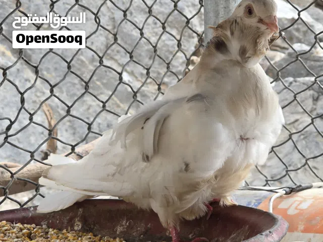 حمام حقم كشكي منتج100%