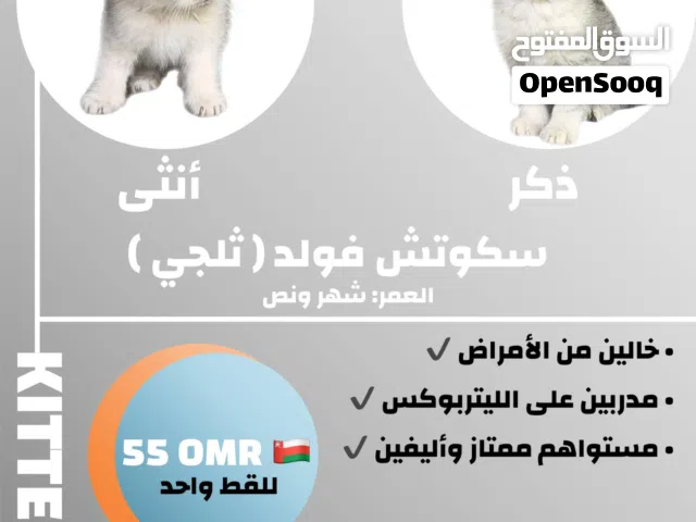 قطتين أليفين سكوتش فولد (ثلجي) بيور
