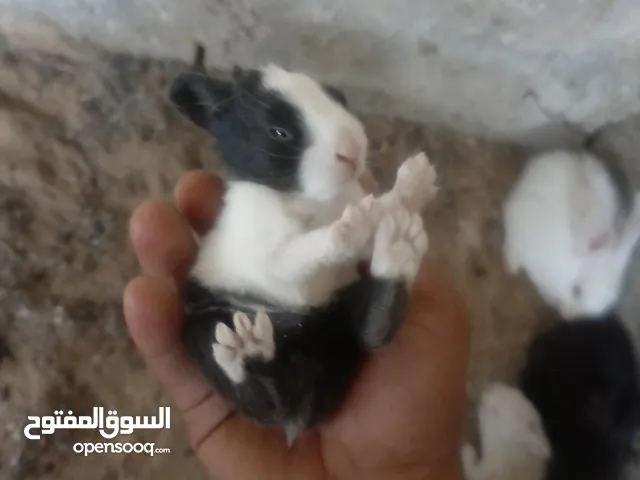 ارانب فرنسي وبلدي