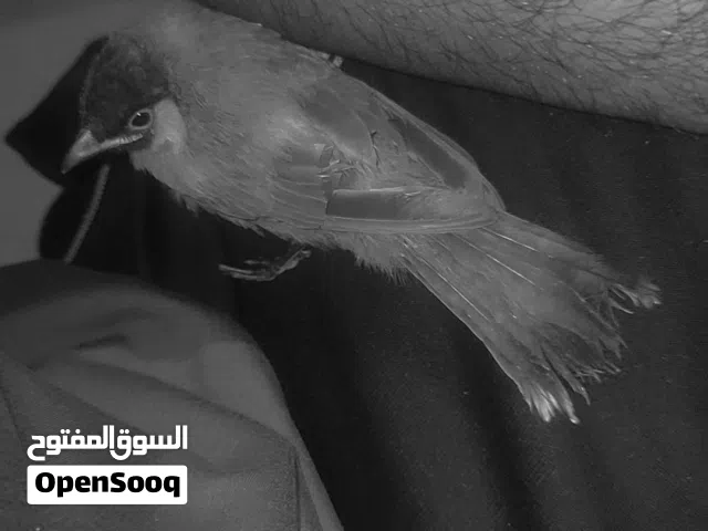 بلبل مخلف ربه عمر شهر