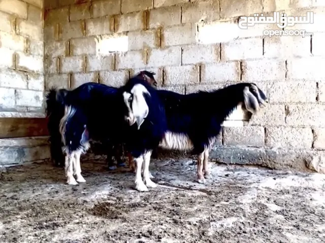 معز بلدي مقنوي