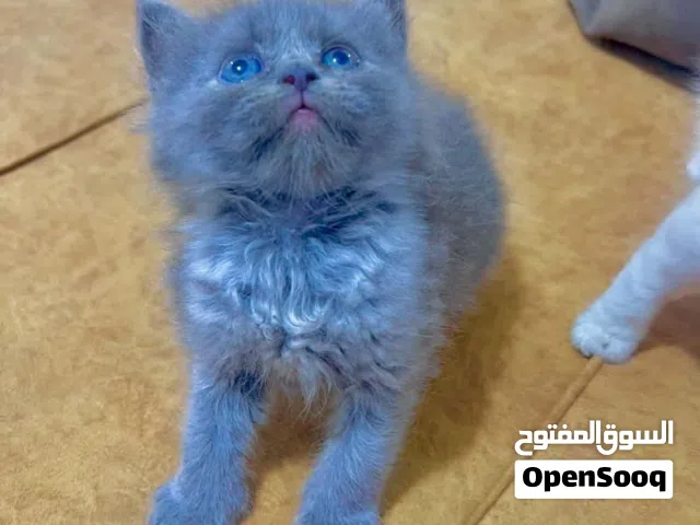 اربعه قطط ربي يبارك سعرهم قنين اتصل ع رقم