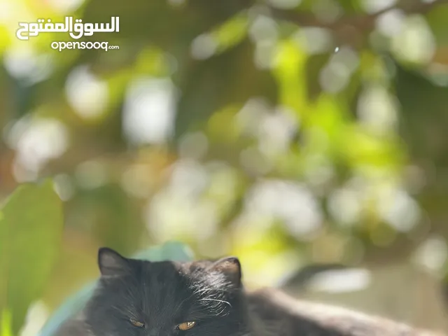 قطه شيرازيه حامل للبيع ب20 ريال فقط