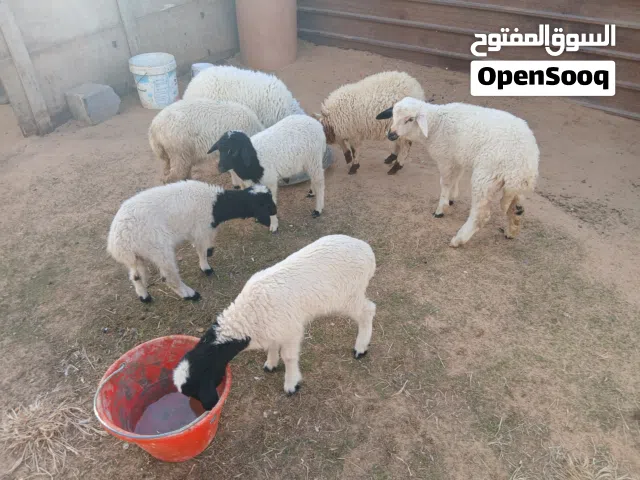 سبع فطايم ربي يبارك أمورهن طيبة ياكلو بروحن