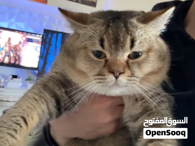 للتبني قط ذكر نوعه روسي انتاجه فخم