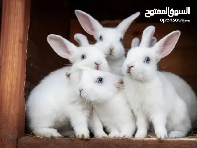 Ready-to-breed rabbits are required