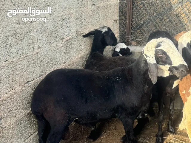 جاعدة وابنها وكبش للبيع