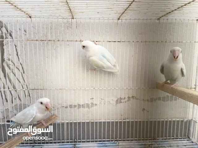 3 Opaline Pale Fallow Loverbird - Male (Adult)