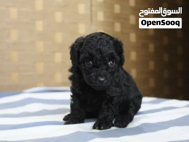 Toy poodle