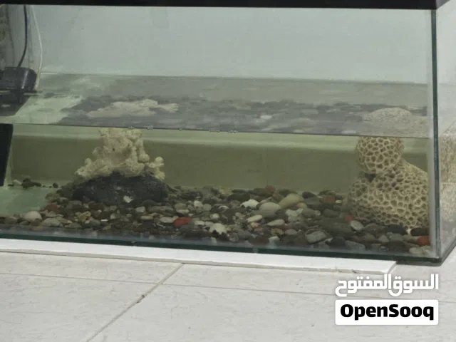 Fish tank with gravels and live fishes