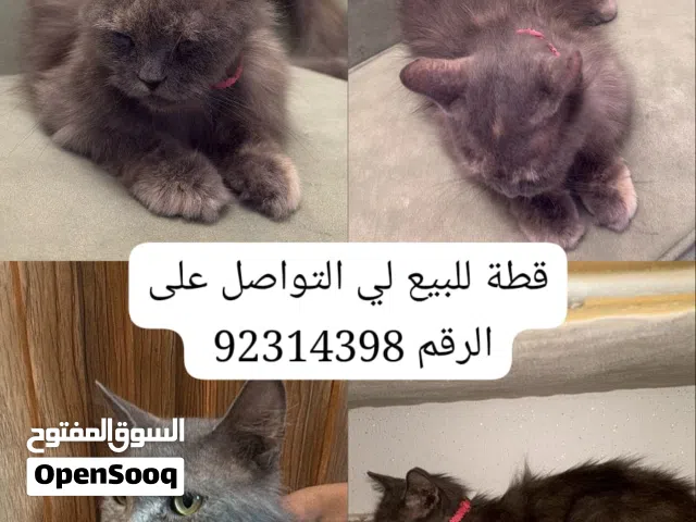 : نوعها نيبيلونغ